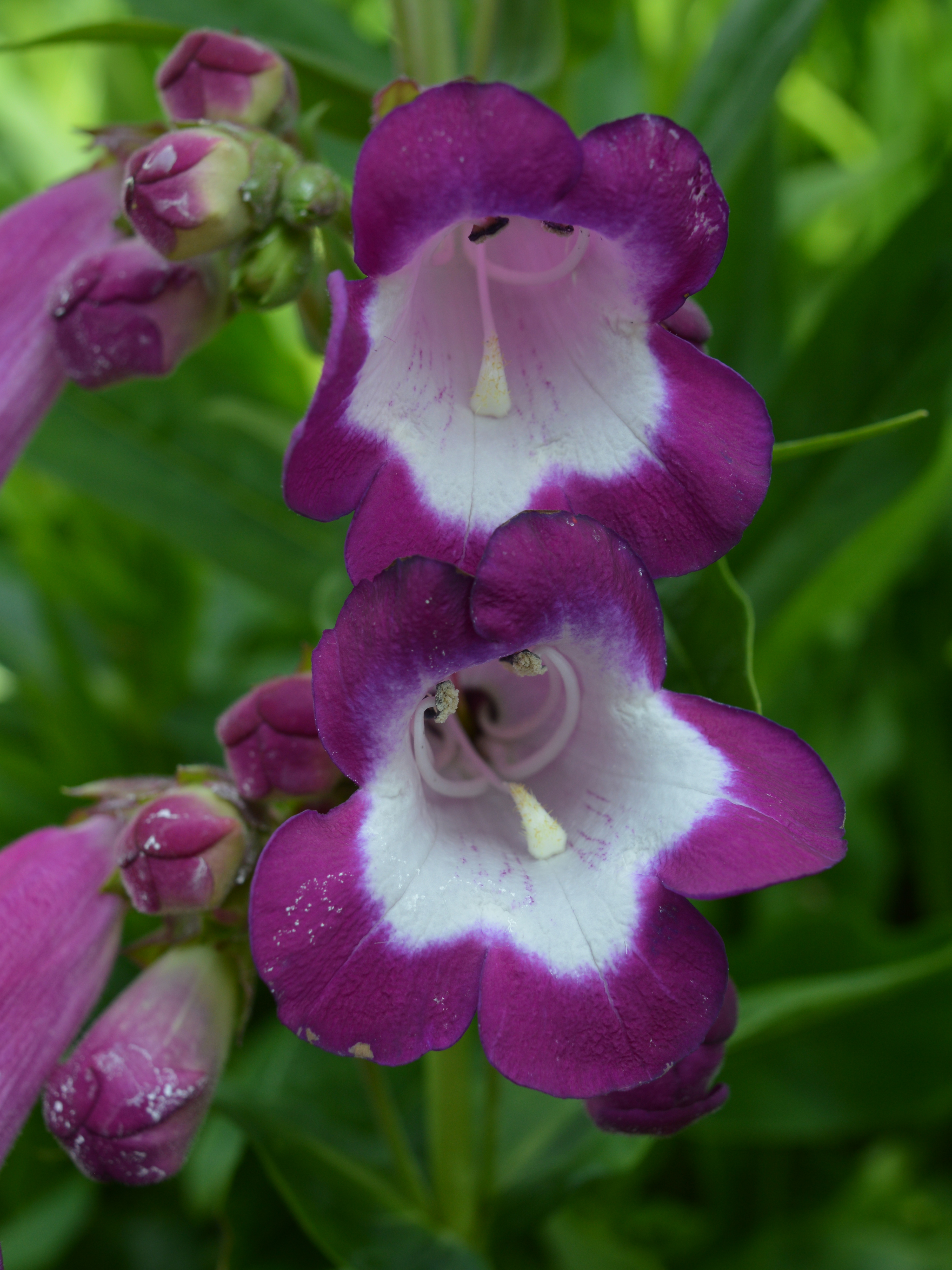 Penstemon Charles Rudd